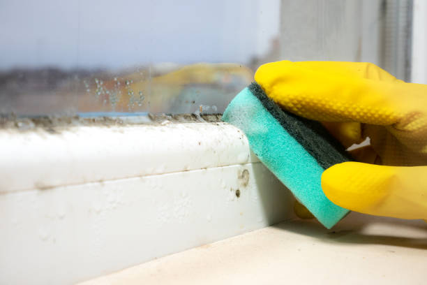 Professional Mold Removal in Apalachin, NY